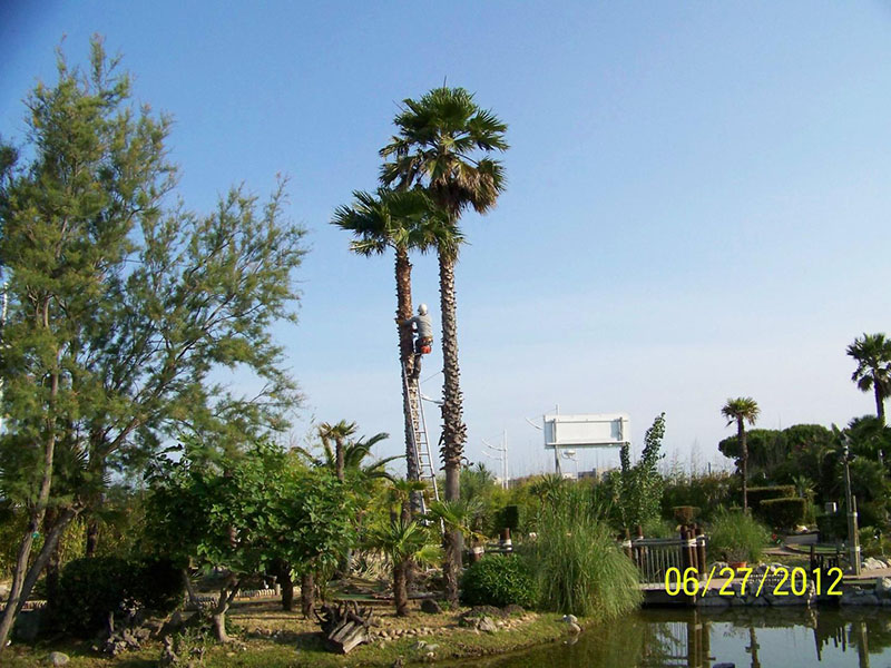 Élagage Montpellier